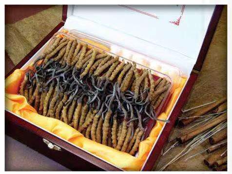 交口冬虫夏草回收